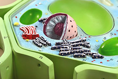Eisco Labs BM0114 Plant Cell Model