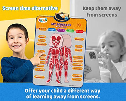 Bilingual Human Body Model for Kids - Interactive Human Anatomy Poster - color: Human Body