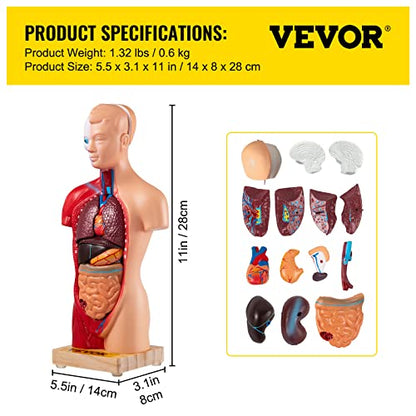 VEVOR Human Torso Anatomy Model, 15 Parts, 11 Inch Human Body Model w/Brian Skull Head Heart and Removable Organs, Display Base & Product Manual Included, for Student Education Learning Display