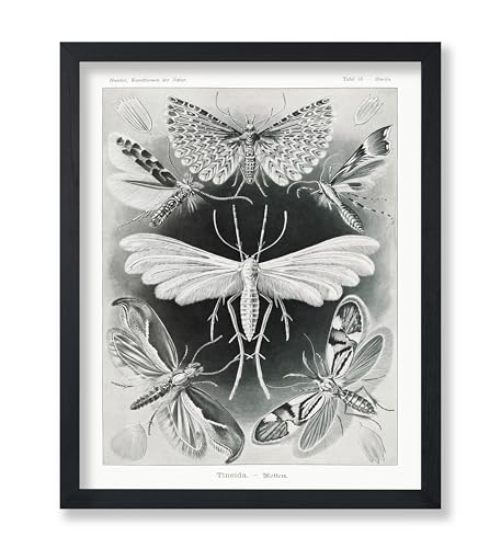 Poster Master Tineida Moth Print - Ernst Haeckel Poster - Insect Biodiversity Art - Wildlife Wall Design - Gift for Men & Women - Decor for Dorm, Library or Classroom - 8x10 UNFRAMED Wall Art - color: Style-17, size: 8"L x 10"W