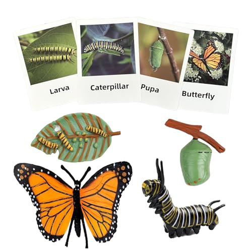 Mbrain 4pcs Butterfly Growth Cycle with Flash Cards,Life Cycle Learning & Education Toys,Montessori Toys,Gift for Girl & Boy for 3 4 5 6 7 Year Old (Butterfly) - color: Butterfly