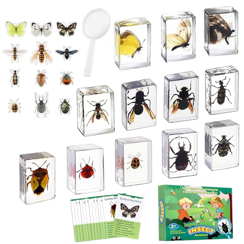 12 PCS Real Insect Resin Specimen, Science Education Bug Collection