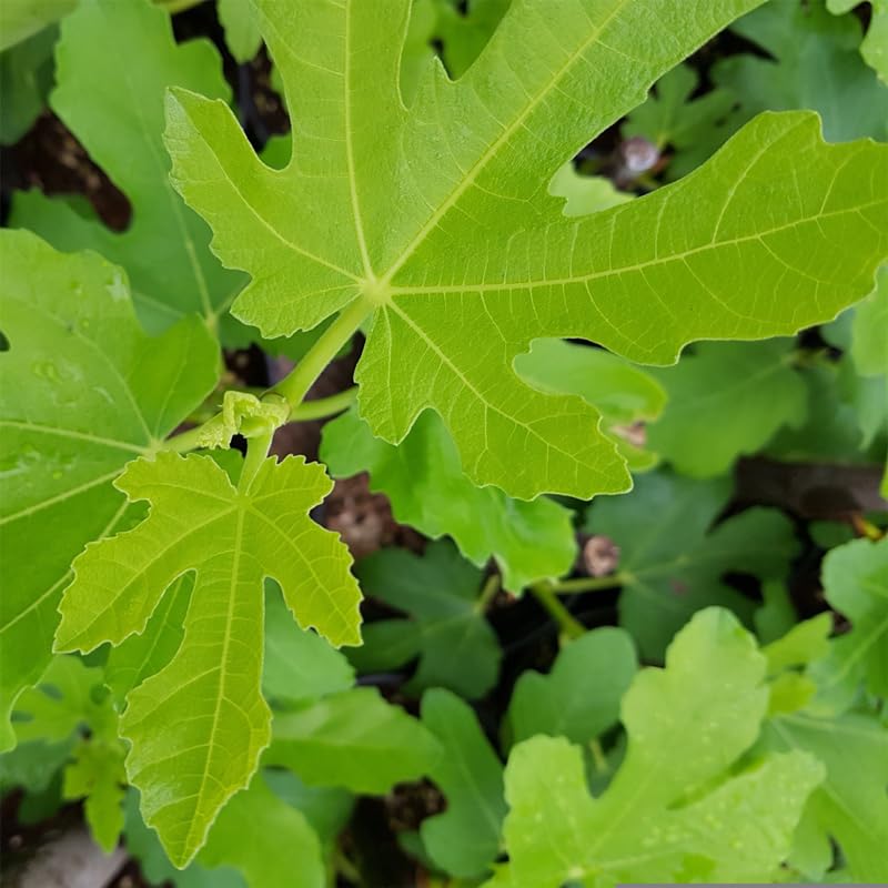 Fig Tree Collection (4 Pack) Edible Fruit Plant from Our Optimal Picks | Easy to Grow Plants for Sustainable Living | Grow Your own Food on Your Edible Organic Garden | Live for Planting | No Seeds - style: Collection