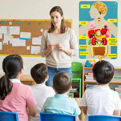 Human Body Model for Kids-Human Body Parts Learning Felt Board Set for Toddlers-Felt Wall Activities-Educational Storytelling Toy for Daycare Home Preschool-Teacher Daycare Supplies
