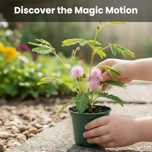 TickleMe Plant Classroom or Homeschool Science Fun Planting Party Kit – for 30 Students – Grow a Sensitive Plant that Reacts to Touch – Includes Activity Book and Seeds for Kids to Plant - style: Party kit - for 30 Students
