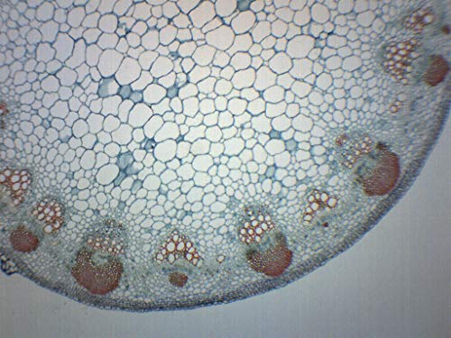 EISCO Sunflower Stem, Cross Section - Prepared Microscope Slide - 75 x 25mm - Biology & Microscopy - size: Single Slide