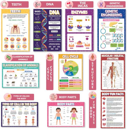 KIDS KING 18 Learning Posters - Biology (11"x17") - color: Biology