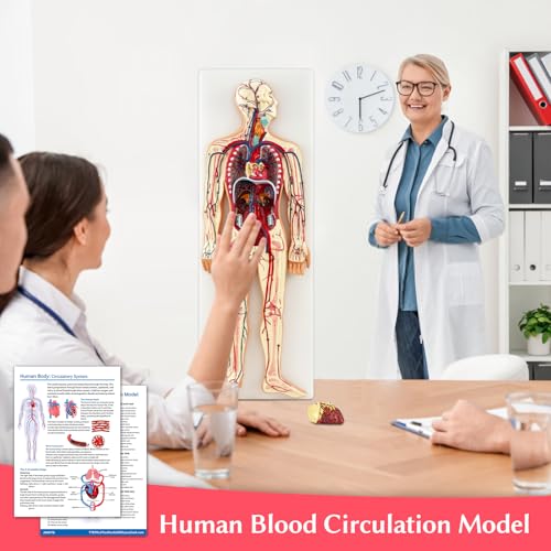 JNMFTD Human Blood Circulation System Model, Human Blood Model 1/2 Life Size Body Heart Removable Arteries and Veins Circulatory Anatomy with 70 Structures Number for Medical Education and Training