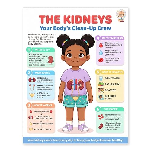 JELLY BEAN GENIUS Human Kidneys Poster – Laminated Dry-Erase Anatomy Chart for Classroom & Homeschool | Urinary System Science Wall Poster 8.5x11 - color: Human Kidneys