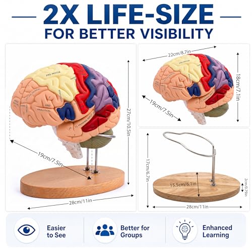 Professional 2X Life-Size Human Brain Model with Stand