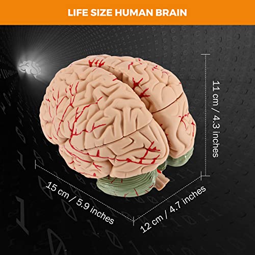 BEAMNOVA Human Brain Model with Vessels, Life Size Anatomy Model