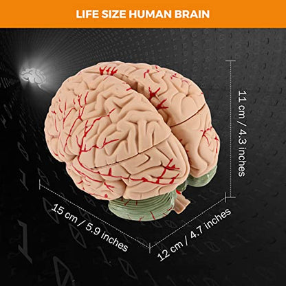 BEAMNOVA Human Brain Model with Vessels, Life Size Anatomy Model