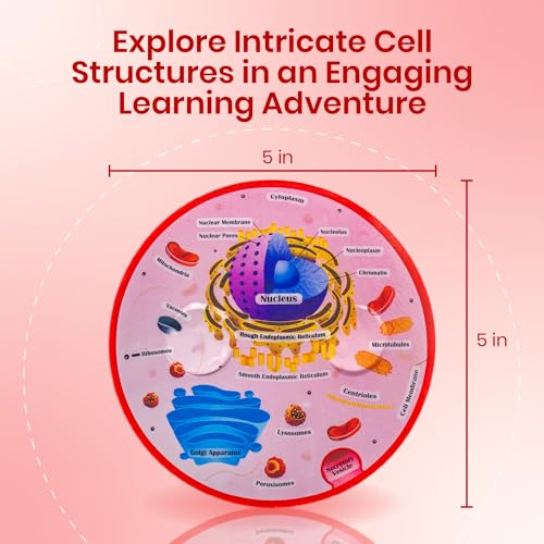 Educational Science Model Bundle | Human Brain & Animal Cell Cross-Section