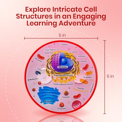 Educational Science Model Bundle | Human Brain & Animal Cell Cross-Section
