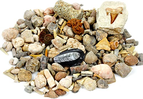 DANCING BEAR Fossil Collection Sorting Activity Kit with Over 100 Pcs (More Than 20 Different Fossil Varieties!), Educational ID Sheet, Color ID Cards, Bags, Magnifying Glass, and Shark Teeth - style: Fossil Sorting Kit