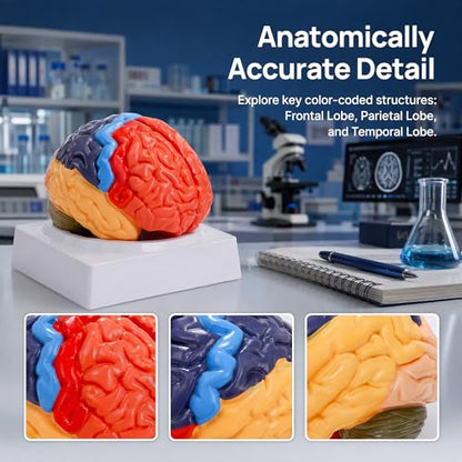 ZENFUN Life-Size Human Brain Anatomical Model, Color-Coded Partitioned Brain, 2 Parts, Anatomically Accurate Brain Model for Educational Settings Display Teaching Medical Model