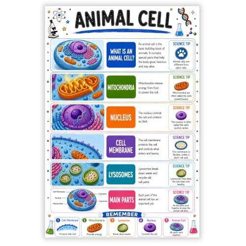 banner4you Animal Cell Classroom Poster, Biology Classroom Decor, Animal Cell Diagram Wall Art for Elementary & Middle School Science, STEM Teacher Decoration, Laminated, 11x17 Inch