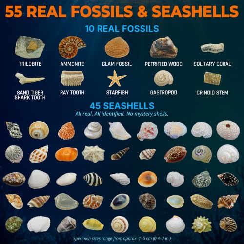 PIBEX Ocean Fossil Collection Kit, 55 PCS Labeled Real Fossils & Seashells