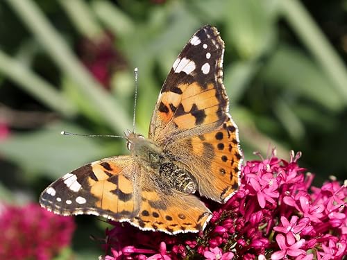 Insect Lore 40 Live Baby Painted Lady Caterpillars | 8 Cups of Caterpillars Basic, 5 Per Cup - Refill for Butterfly Kit | Caterpillars and Food Included - style: 8 Cups Basic