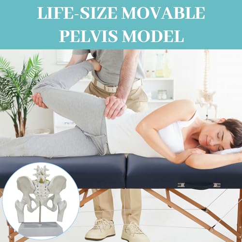 Female Pelvis with Baby Model, Life Size Elastic Pelvis Movable Femur Heads and Flexible Lumbar Spine Joints for Doula Childbirth Education Tools Obstetrics Gynecology Patient Communication - size: Enlarged Pelvis Model