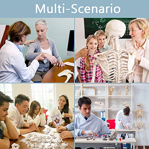 Human Anatomy Skeleton Model, 67 Inches / 170Cm, 1:1 Life Size