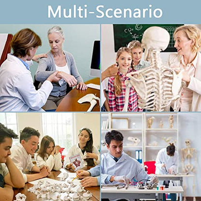 Human Anatomy Skeleton Model, 67 Inches / 170Cm, 1:1 Life Size