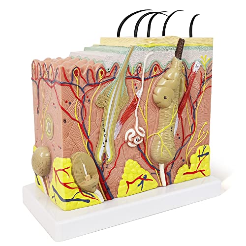 Human Anatomy Skin Model, 50X, with Hair, with Teaching Manual - color: 50x