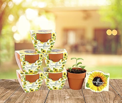 BUZZY Seeds Sunflower Grow Kit 6-Pack, Mini Terracotta Pots, Indoor Garden - color: 6pk Sunflower