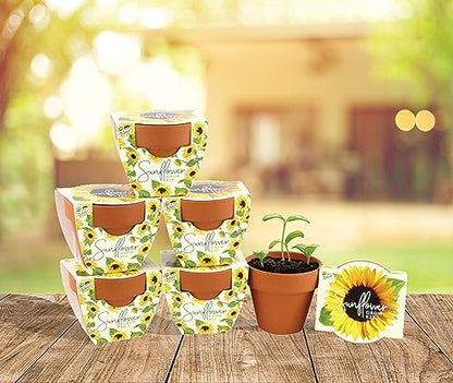 BUZZY Seeds Sunflower Grow Kit 6-Pack, Mini Terracotta Pots, Indoor Garden - color: 6pk Sunflower
