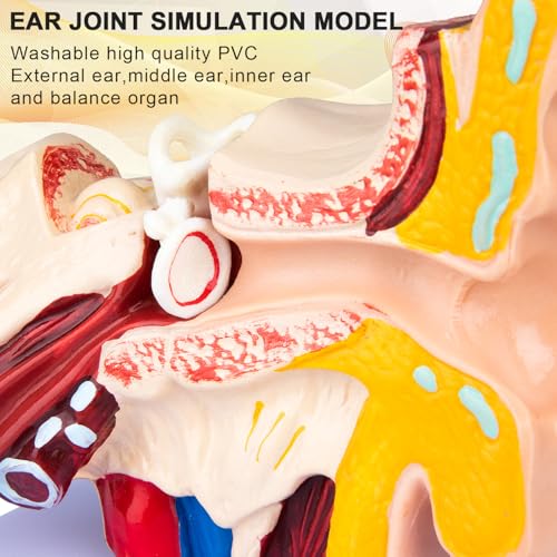 Helivivfy 1.5X Human Ear Anatomy Model, Anatomical 3D ear model with magnified display of outer, middle and inner ear models with base for medical demonstration