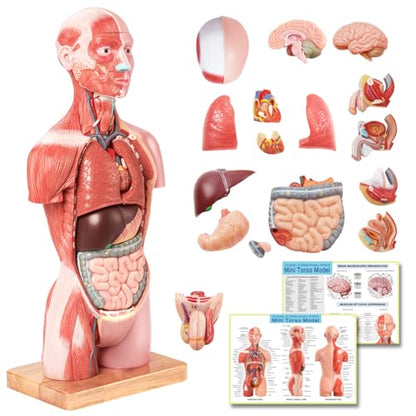 2026 New Human Body Deluxe Musculature Model, 16 Pcs Removable 17 inch