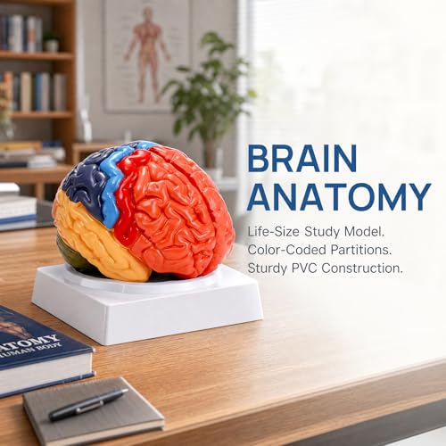 ZENFUN Life-Size Human Brain Anatomical Model, Color-Coded Partitioned Brain, 2 Parts, Anatomically Accurate Brain Model for Educational Settings Display Teaching Medical Model