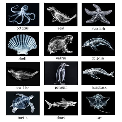 Animal X-Ray Set, Educational Science Kit, Light Table Accessory for Children (Sea Animals) - style: Sea Animals