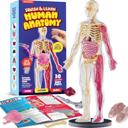 Human Anatomy Squishy Body Model - STEM Science Kits for Boys & Girls