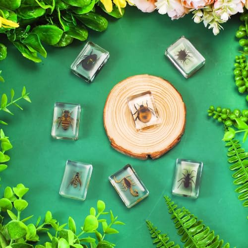 CroBlissful 6 Pcs Insect in Resin Specimen Bugs for Kids