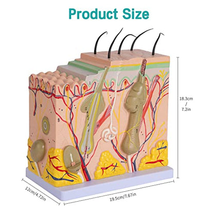 Skin Anatomy Model - Skin Diagram Model Human Anatomy Skin Model Skin Structure 50X Magnification Model with Hair - color: 50X