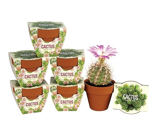 Buzzy Seeds Cactus Grow Kit 6-Pack, Mini Terracotta Pots, Indoor Garden - color: 6pk Cactus