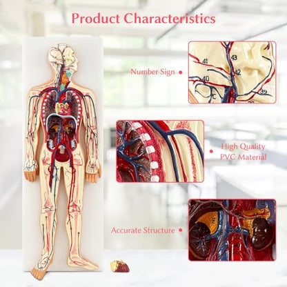 JNMFTD Human Blood Circulation System Model, Human Blood Model 1/2 Life Size Body Heart Removable Arteries and Veins Circulatory Anatomy with 70 Structures Number for Medical Education and Training