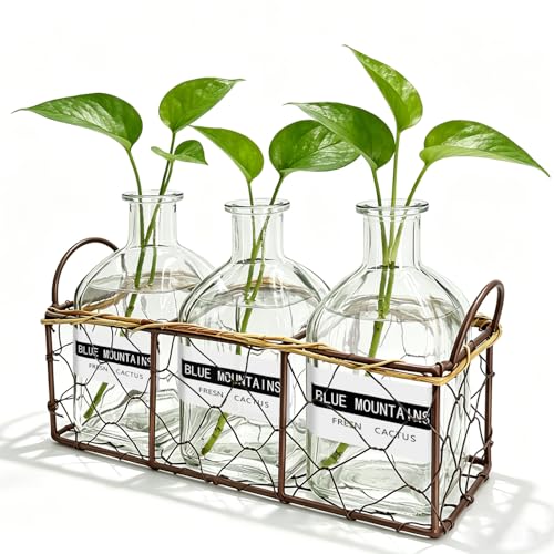 Plant Propagation Stations with Metal Stand 3 Jars
