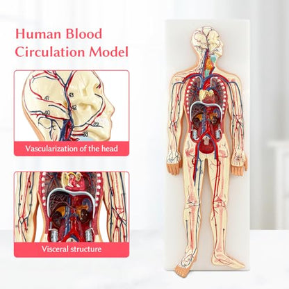 JNMFTD Human Blood Circulation System Model, Human Blood Model 1/2 Life Size Body Heart Removable Arteries and Veins Circulatory Anatomy with 70 Structures Number for Medical Education and Training