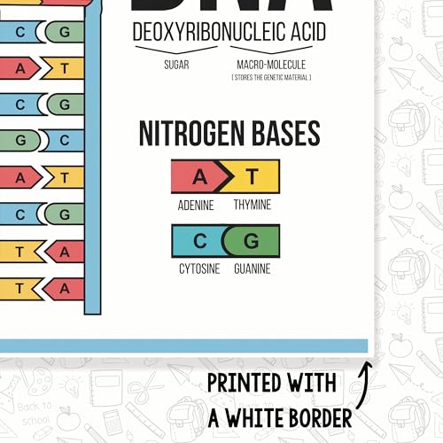 DNA Explanation Classroom Poster - Science Classroom Poster - 12 x 18 Inch - Classroom Decor - Classroom Must Haves - Back To School Decor - CPS0319