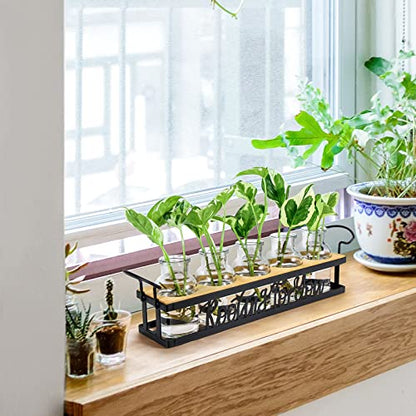 Plant Propagation Station Rooting for You Hydroponic Planter Vase - color: Black – 5 Tray Letter