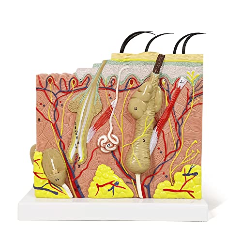 Human Anatomy Skin Model, 50X, with Hair, with Teaching Manual - color: 50x