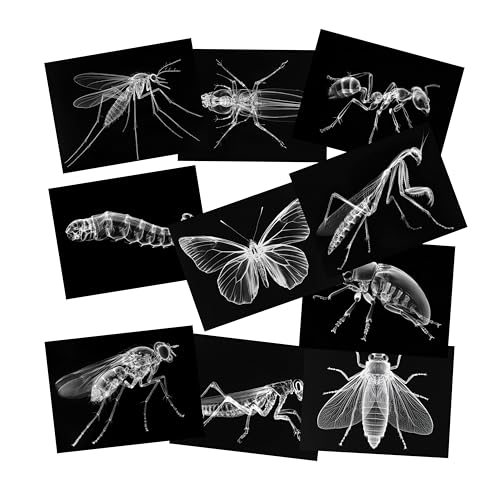 Animal X-Ray Set, Educational Science Kit, Light Table Accessory for Children (Insects) - style: Insects