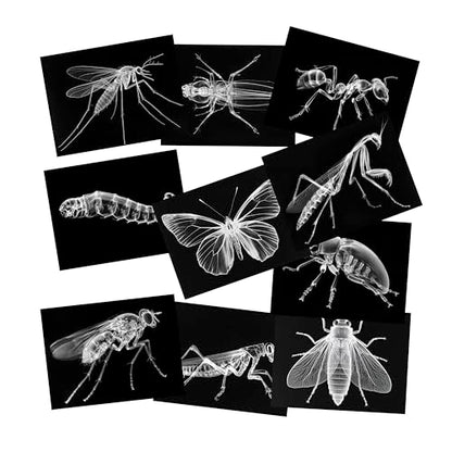 Animal X-Ray Set, Educational Science Kit, Light Table Accessory for Children (Insects) - style: Insects