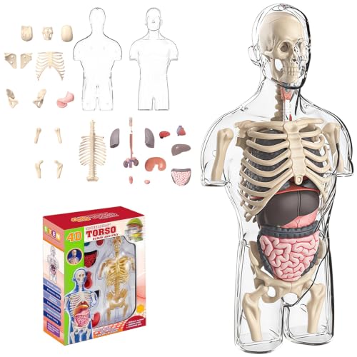 4D Anatomy Model Human Half Body,Clear Human Body Structure Model Include Bones,Organs,Muscles,Removable Human Organ Model for Study,Teaching Demonstration,Science Early Learning