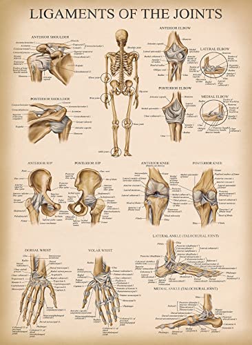 Palace Learning 4 Pack - Vintage Anatomy Poster Set - Laminated - Muscular, Skeletal, Ligaments of the Joints, Anatomy of the Spine - Anatomical Chart Set - 18” x 24”