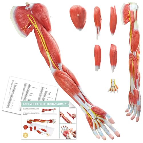 EVOTECH SCIENTIFIC Human Anatomical Muscular Arm Model, 7 Part Life Size