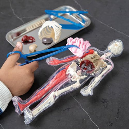 Human Body Anatomy Model Kit – 31-Piece Interactive STEM Set with 9 Squishy Organs, Bones, Muscles & Blood Vessels, Forceps & Discovery Guide – Educational Science Tool for Kids 6+