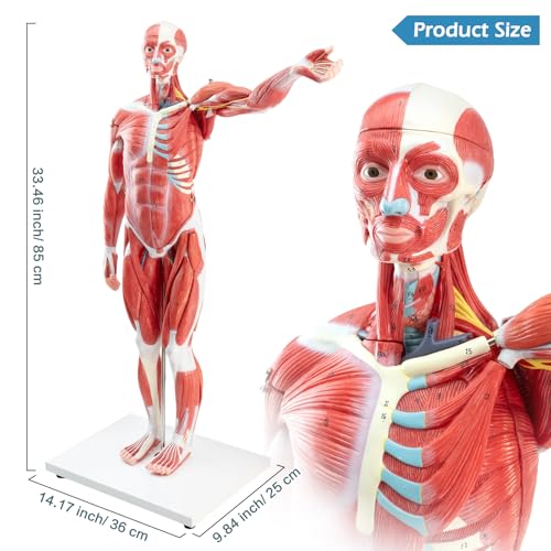 Half Life Size Human Muscular System Model with Removable Organ